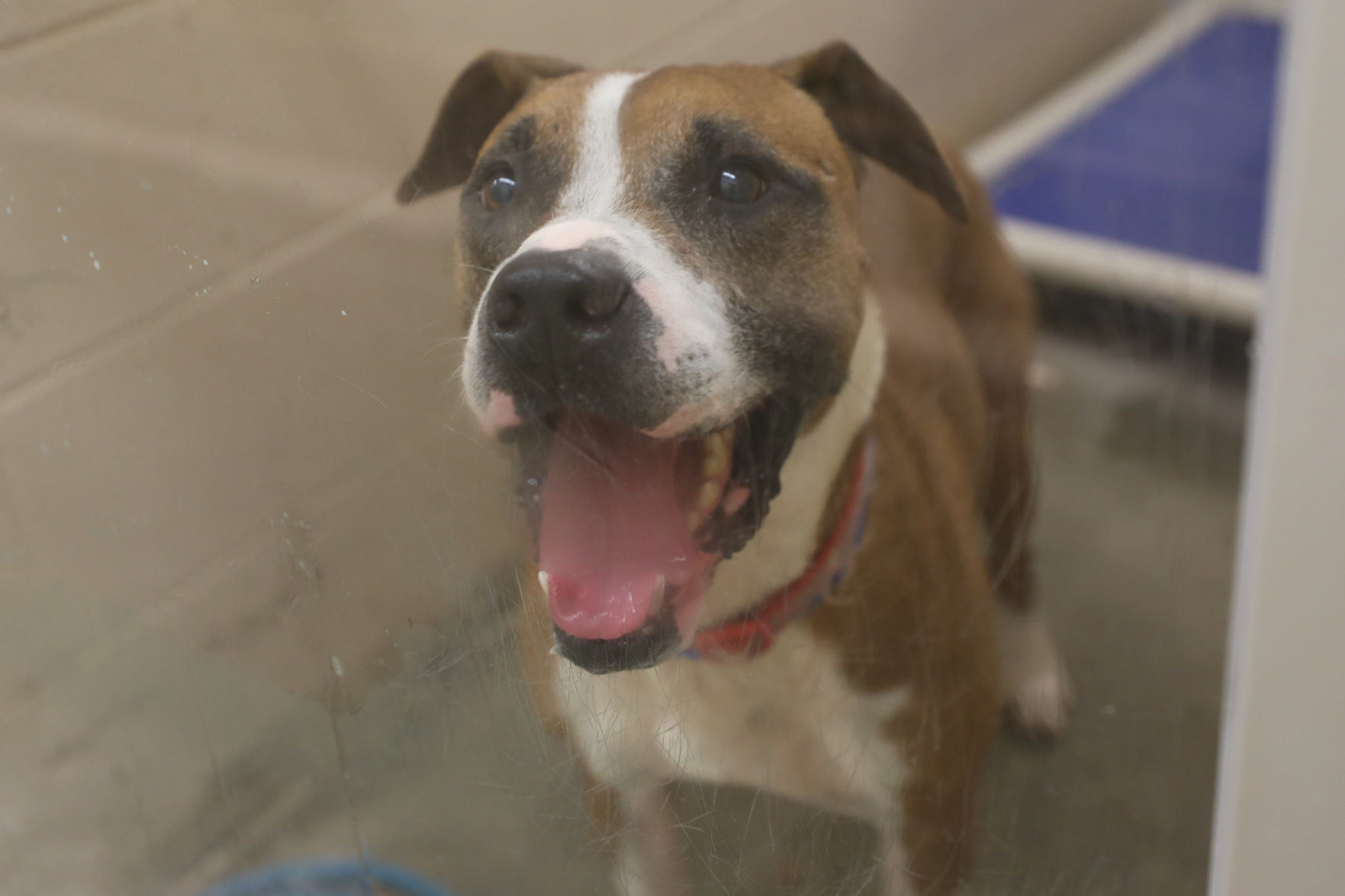Lee County Humane Society pets for adoption